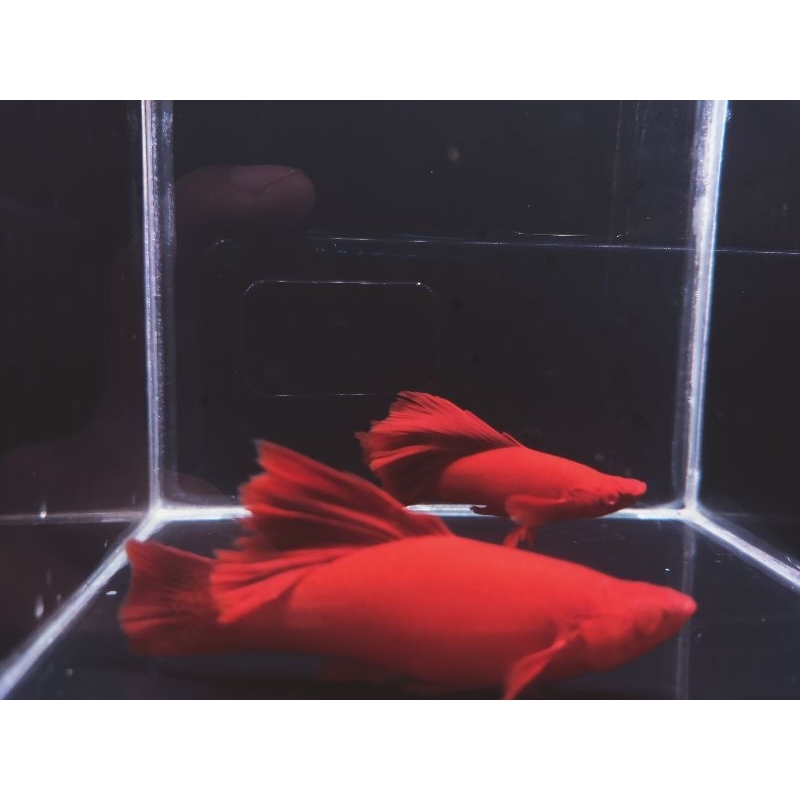 stiker bloodred swordtail / aksesoris akuarium / kebutuhan akuarium