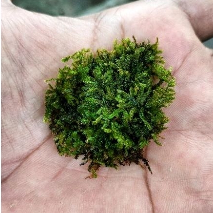 tatakan bonsai 3 cm + moss weeping tempel