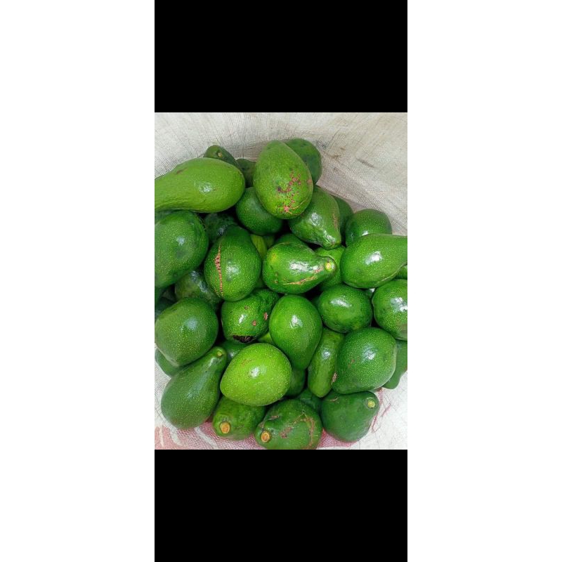 

buah alpukat 500g