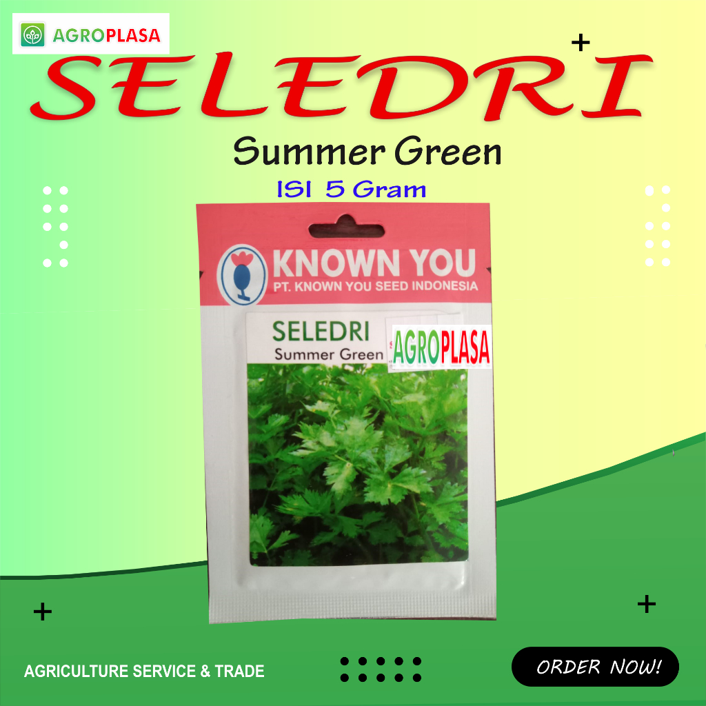 Benih SELEDRI SUMMER GREEN KYS