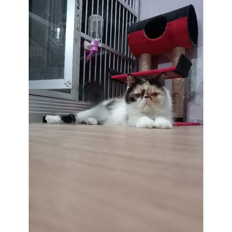 persian peaknose betina calico