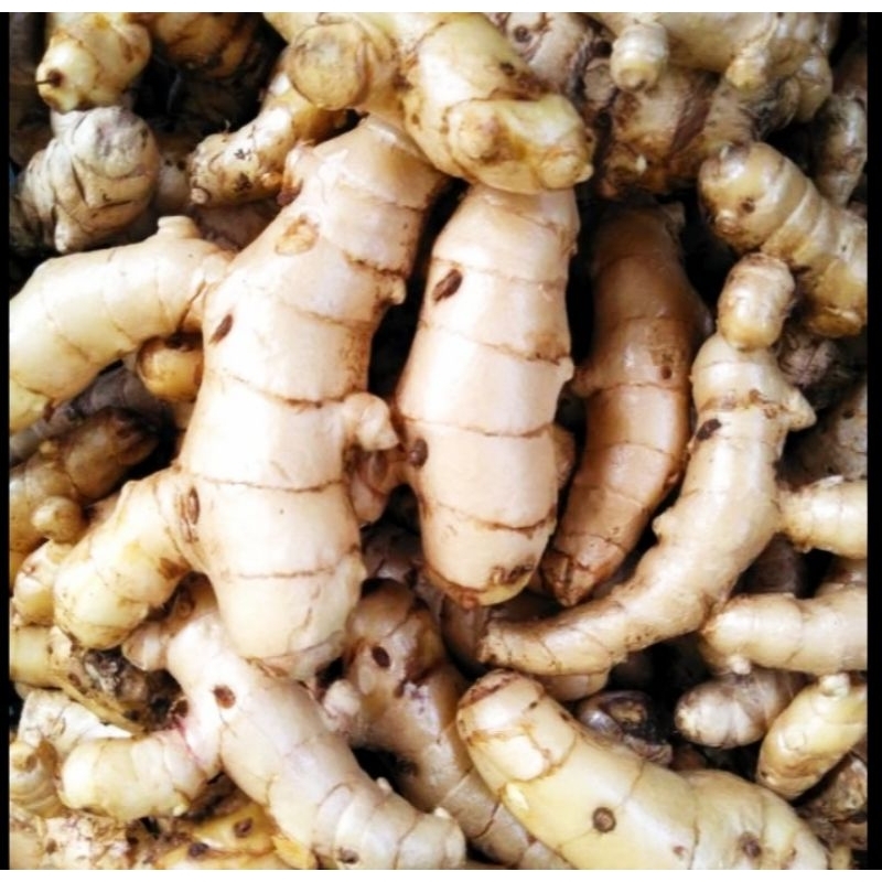 

Temu Putih segar 1kg/Kunyit putih/kunir putih (Curcuma Zedoaria)