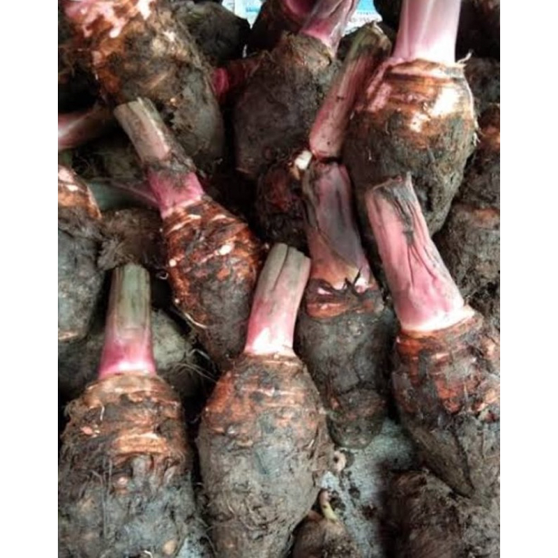 Bibit umbi talas ungu talas wulung 1 kg-az