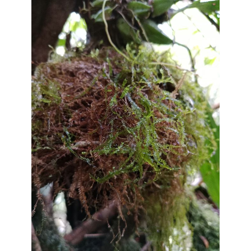 Media Tanam Anggrek Lumut Hutan 1000 gram
