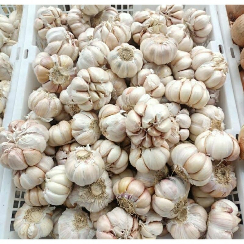 

BAWANG PUTIH 1,5 KG
