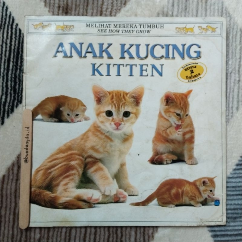Anak Kucing / Melihat Mereka Tumbuh / Kitten / See How They Grow