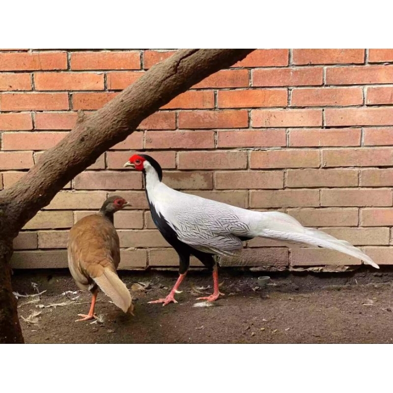 

telur ayam hias silver pheasant