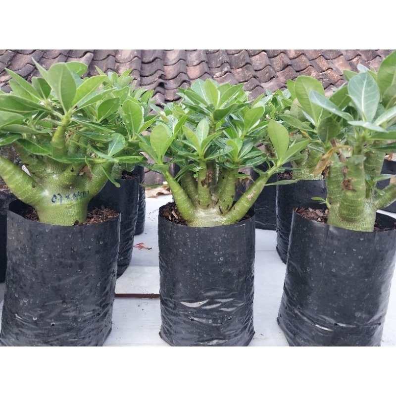 Biji/Benih/Seed Adenium Arabicum Own Jam X NSDD
