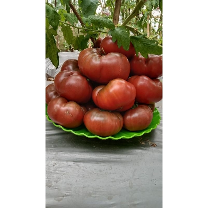 10 Butir Tomat Jumbo , Tomat Beefsteak Cherokee Purple