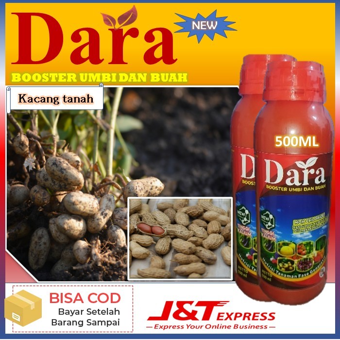 pupuk terbaru dara isi 500ml pupuk untuk tanaman kacang tanah pupuk boster umbi dan buah - manfaat p
