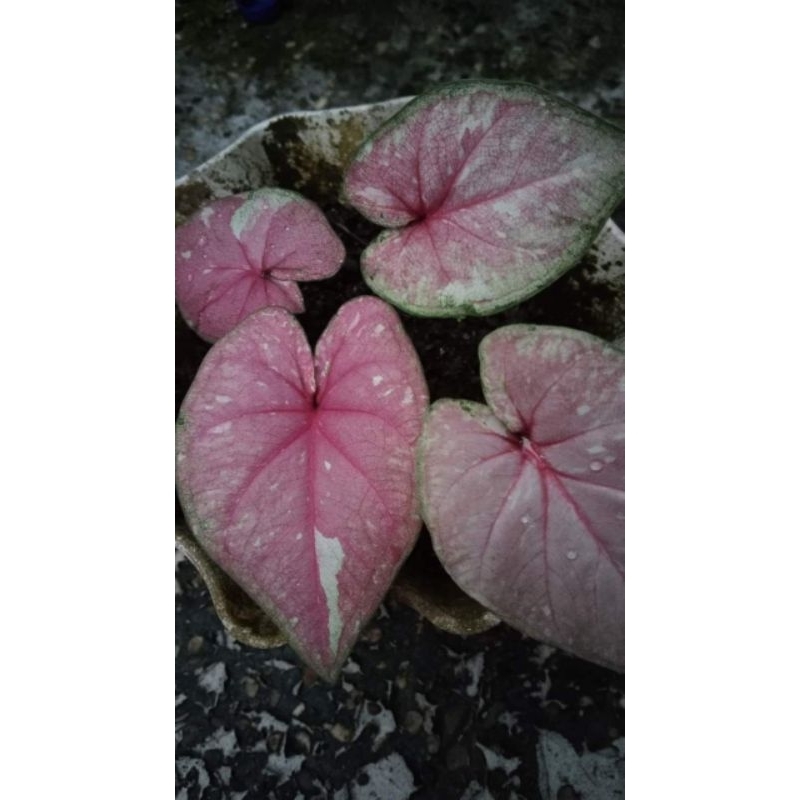 caladium hybrid