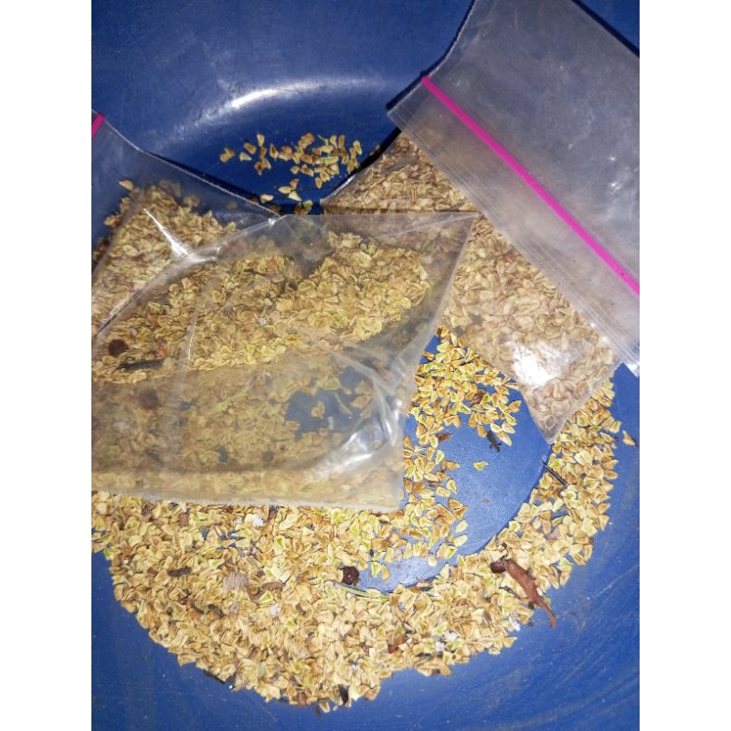 

1000 Biji Santigi/benih santigi karang/biji santigi mawar karang