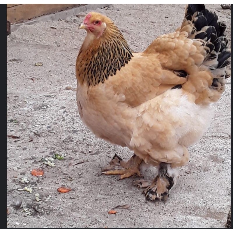 

telur ayam hias brahma