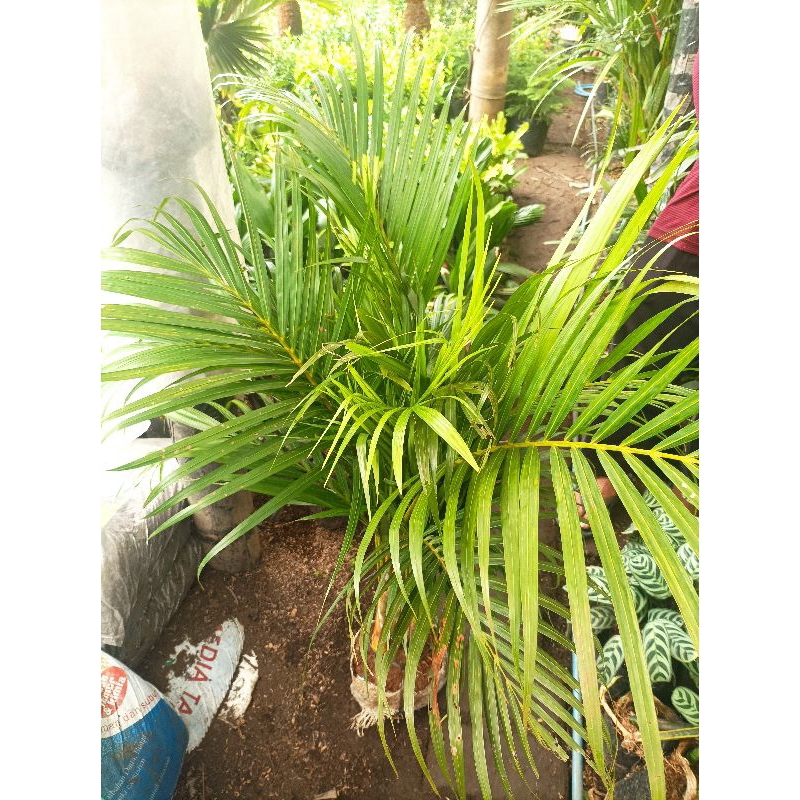 bibit tanaman palem kuning tinggi 1 meter
