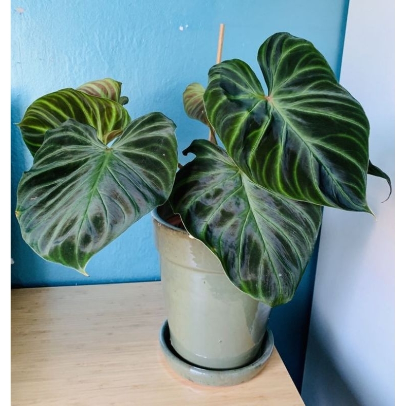 philodendron Verrucosum