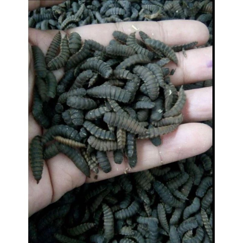 Prepupa/Pupa Maggot bsf 100gram