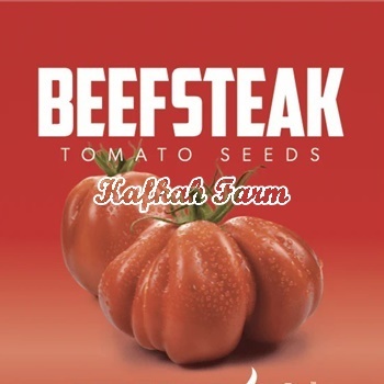 Benih 5 Biji TOMAT Beefsteak