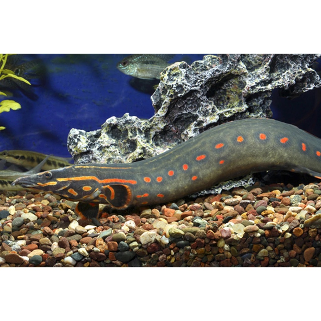 Replika Fire Eel / Hiasan Aquarium Fire Eel / Hiasan Aquarium Sili Api