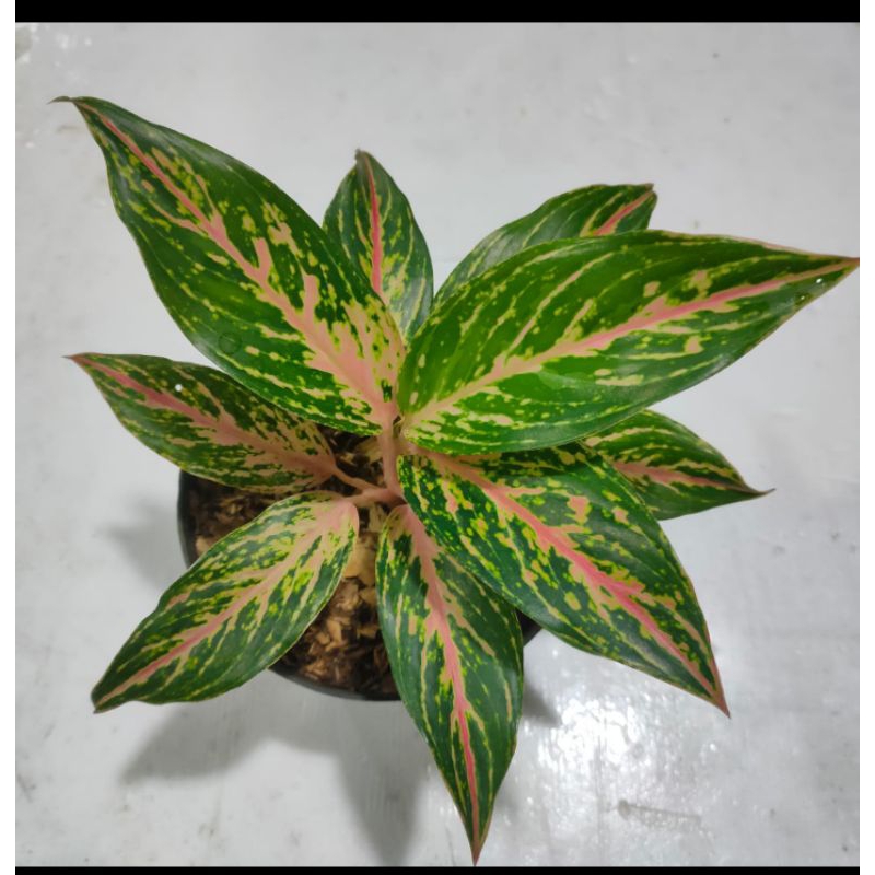 AGLAONEMA/ AGLONEMA BUTTERFLY DAUN 10