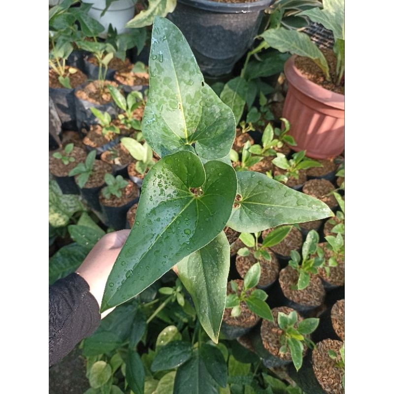 Anthurium Corong