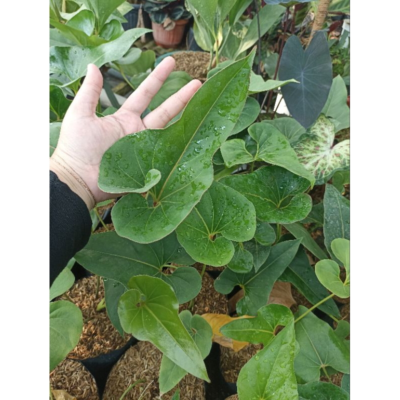 Anthurium Corong / Anthurium Brownii