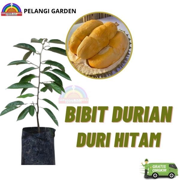 Bibit Durian Duri Hitam Unggul, Bibit Durian Duri Hitam  Brbuah, Bibit Durian Duri Hitam Super Manis