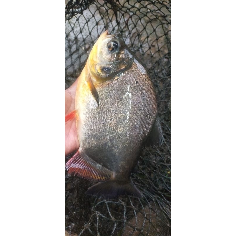 

ikan bawal segar-ikan segar