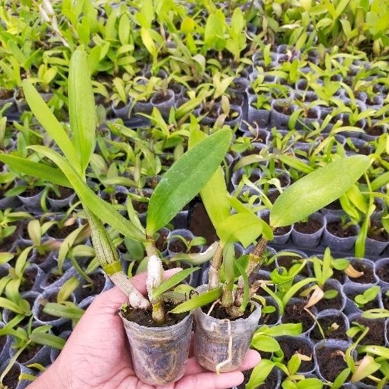 seedling Dendrobium