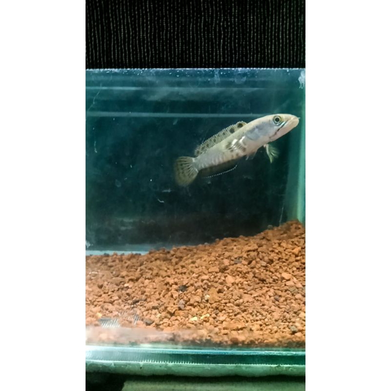 blue pulchra 7cm single tank