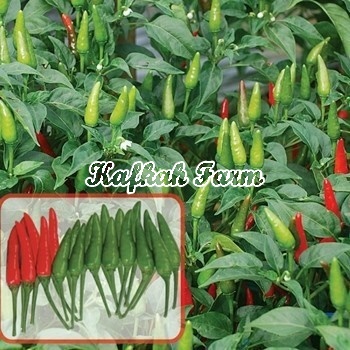 Benih 25 Biji Cabe Rawit SANTIKA F1