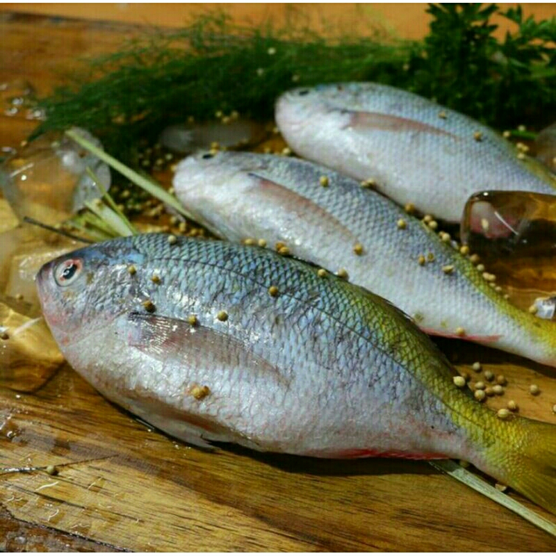 

Ikan Ekor Kuning