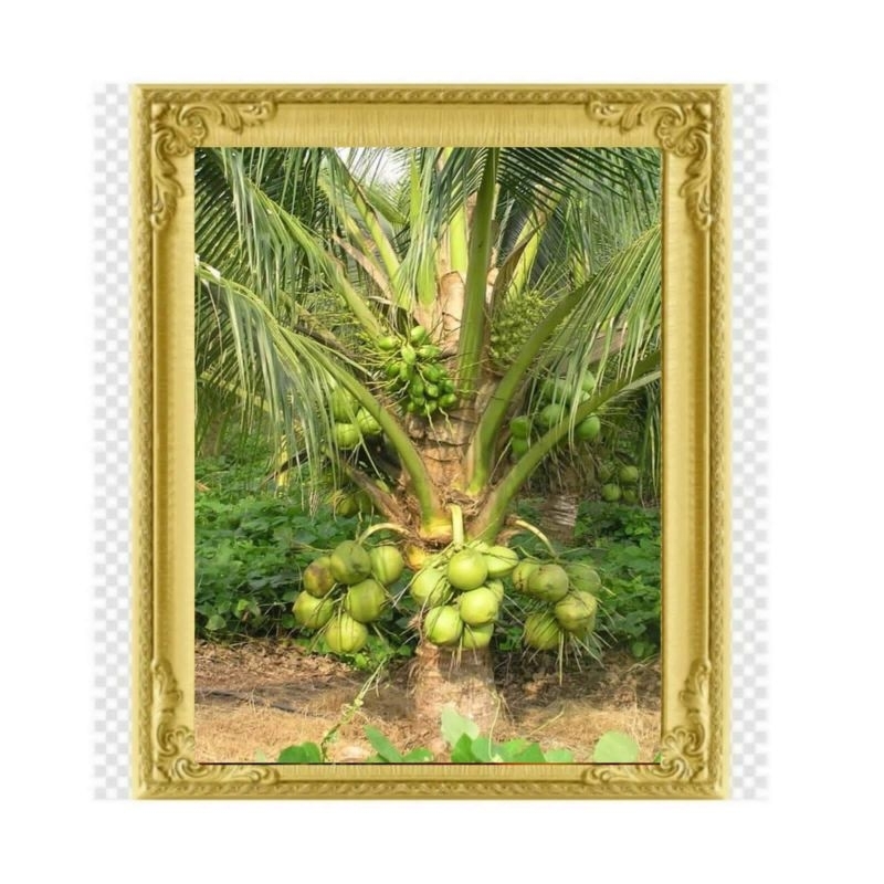 BIBIT KELAPA HIBRIDA GENJAH ENTOK BERBUAH PENDEK