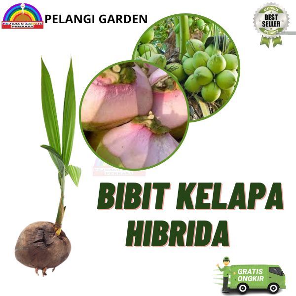 Bibit Kelapa Hibrida, Pohon Kelapa Hibrida Berkualitas