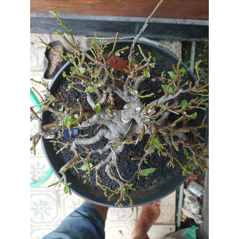 BONSAI FICUS LOA SETENGAH JADI SMALL MAME LARGE MINI PERANTINGAN MULAI RAPAT