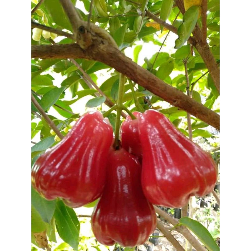 entres jambu air madu merah