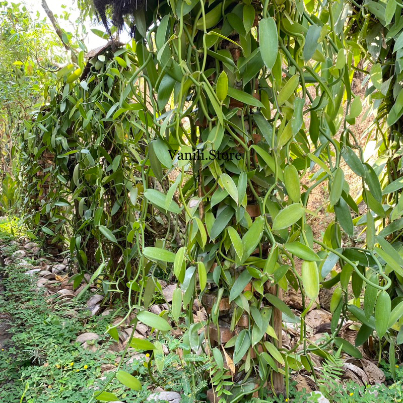 Bibit Stek Vanili 1 Meter Berkualitas