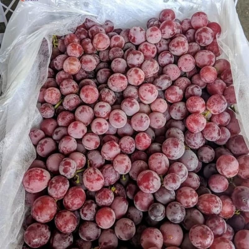 

ANGGUR RED GLOUBE 500gr PREMIUM