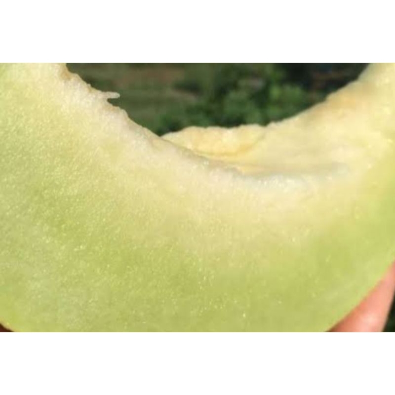 

MELON HIJAU MELON PERTIWI FROZEN