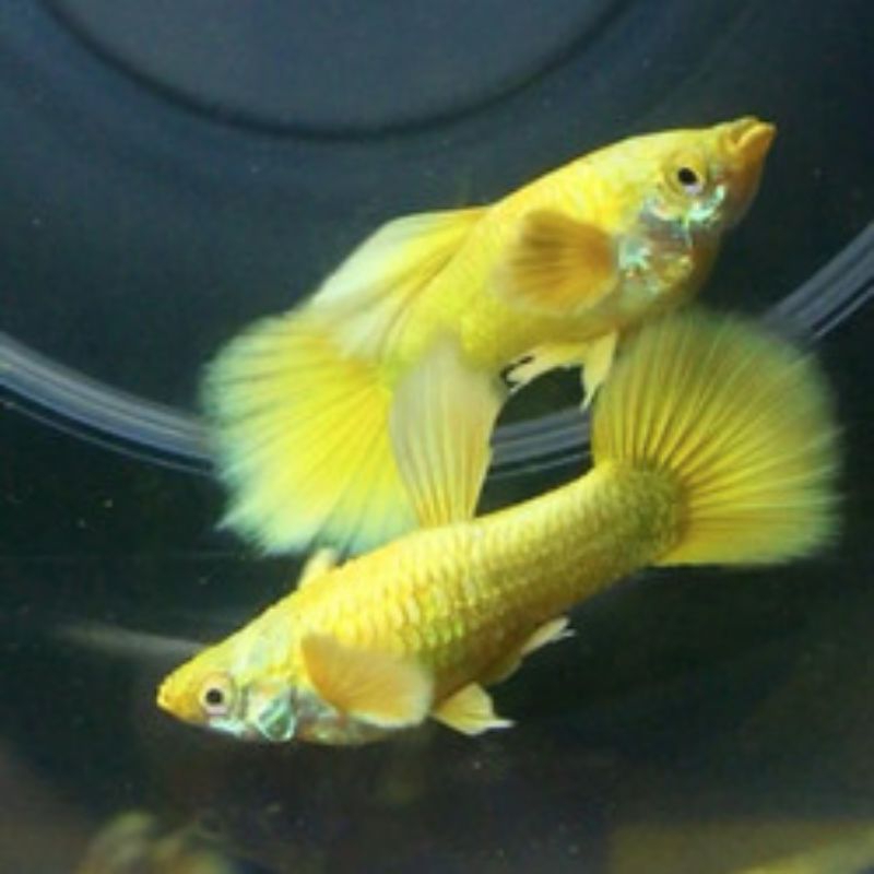 Pakan pelet gold guppy sepasang siap brit