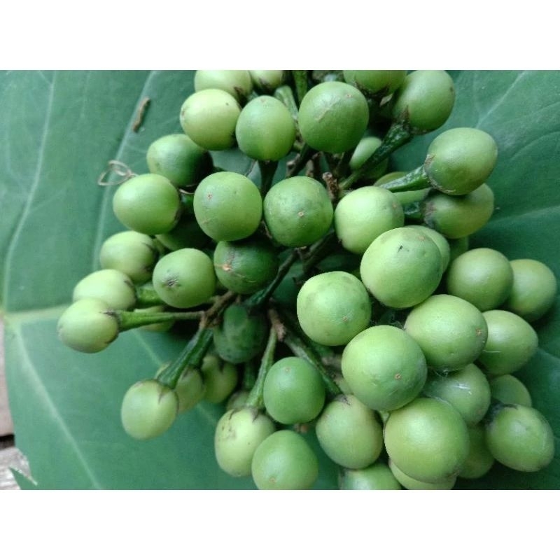 

BUAH TAKOKAK BUAH POKAK FRESH 500GRAM