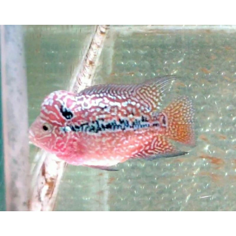 Louhan kamfa f2 mata putih