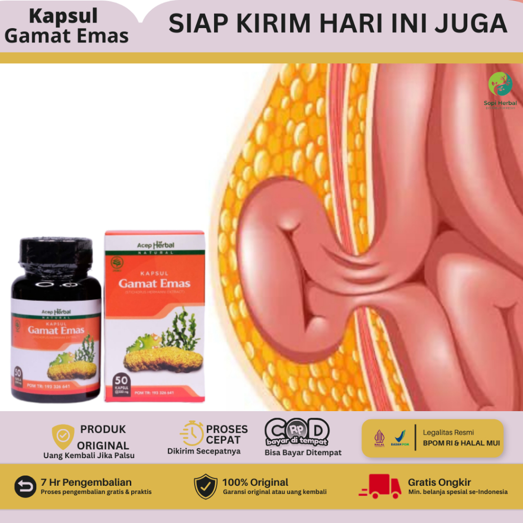 Kapsul Gamat Emas 50 Kapsul - Obat Hernia Turun Berok Obat Hernia Buah Zakar Bengkak Sakit Buah Zaka