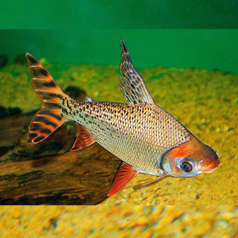 RFF Red Feifeng American Flagtail