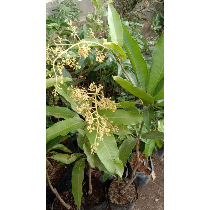 bibit mangga berbunga