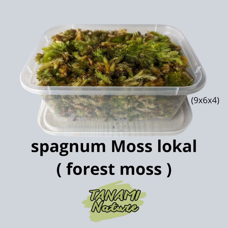 spagnum Moss lokal/forest moss media tanam