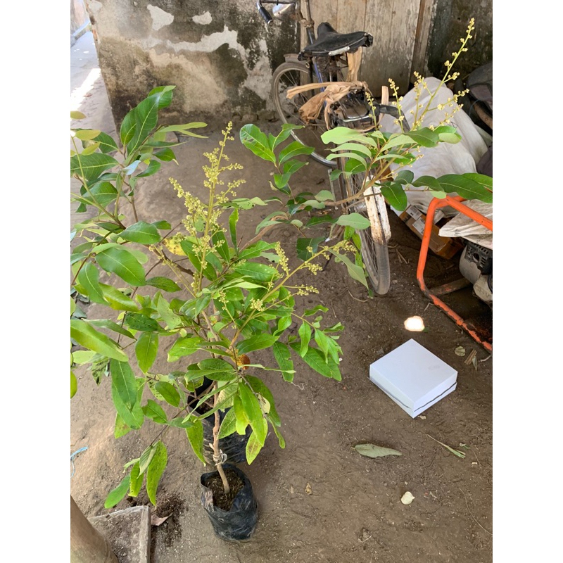 Bibit kelengkeng diamond river berbunga