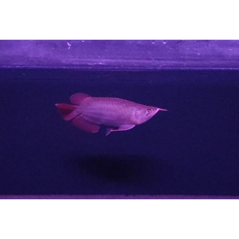 Jual ikan arwana super red bersertifikat -+ 15cm