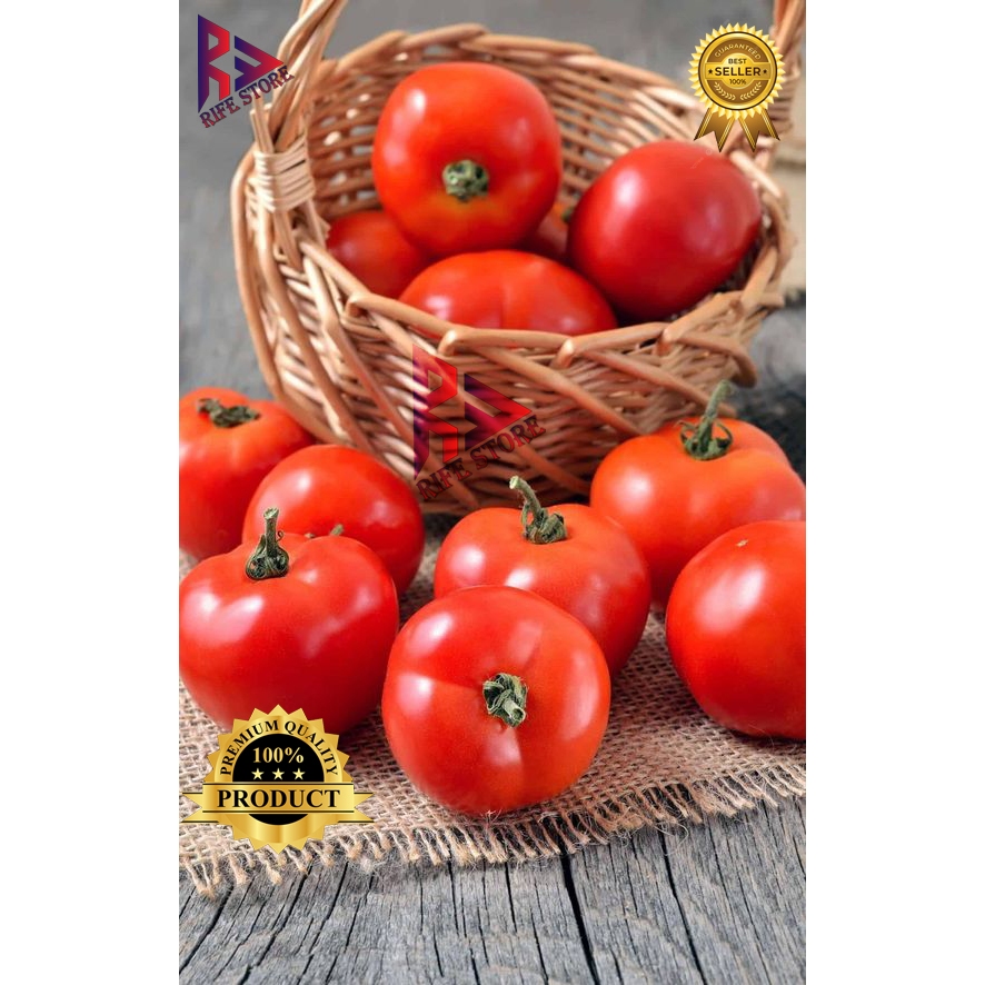 

Tomat Super Dan Segar Murah 1 Kg