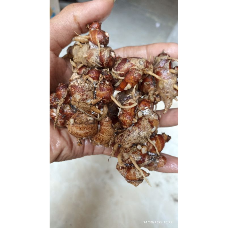 

Kencur Organik Fresh diambil saat ada pesanan