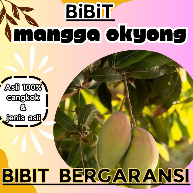 bibit mangga okyong cepat berbuah asli cangkokan